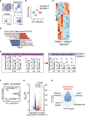 Neutrophil heterogeneity in complement C1q expression associated with sepsis mortality